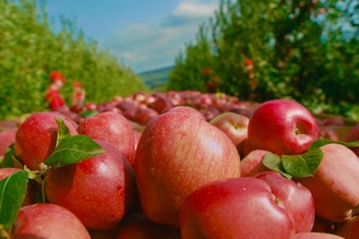 Узнайте путь кубанских яблок – от сбора урожая до упаковки любимого сока «ДАРЫ КУБАНИ»!