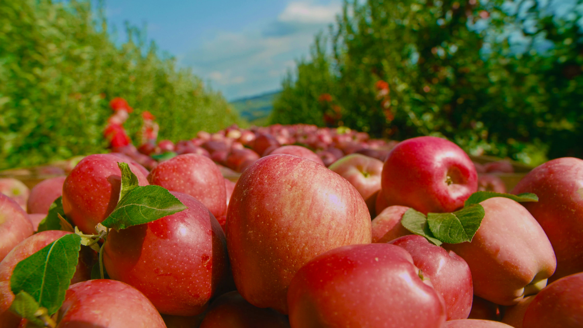 Узнайте путь кубанских яблок – от сбора урожая до упаковки любимого сока «ДАРЫ КУБАНИ»!